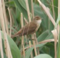 /album/my-local-birding-gallery/reed-warbler-at-dewsbury-sf-jpg/